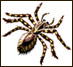 Spider Graphic