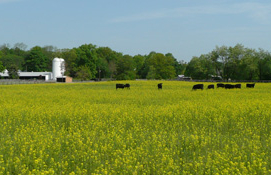 Farm with cows grazing
