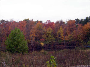 View of wetlands seen from Rail Trail in East Fishkill